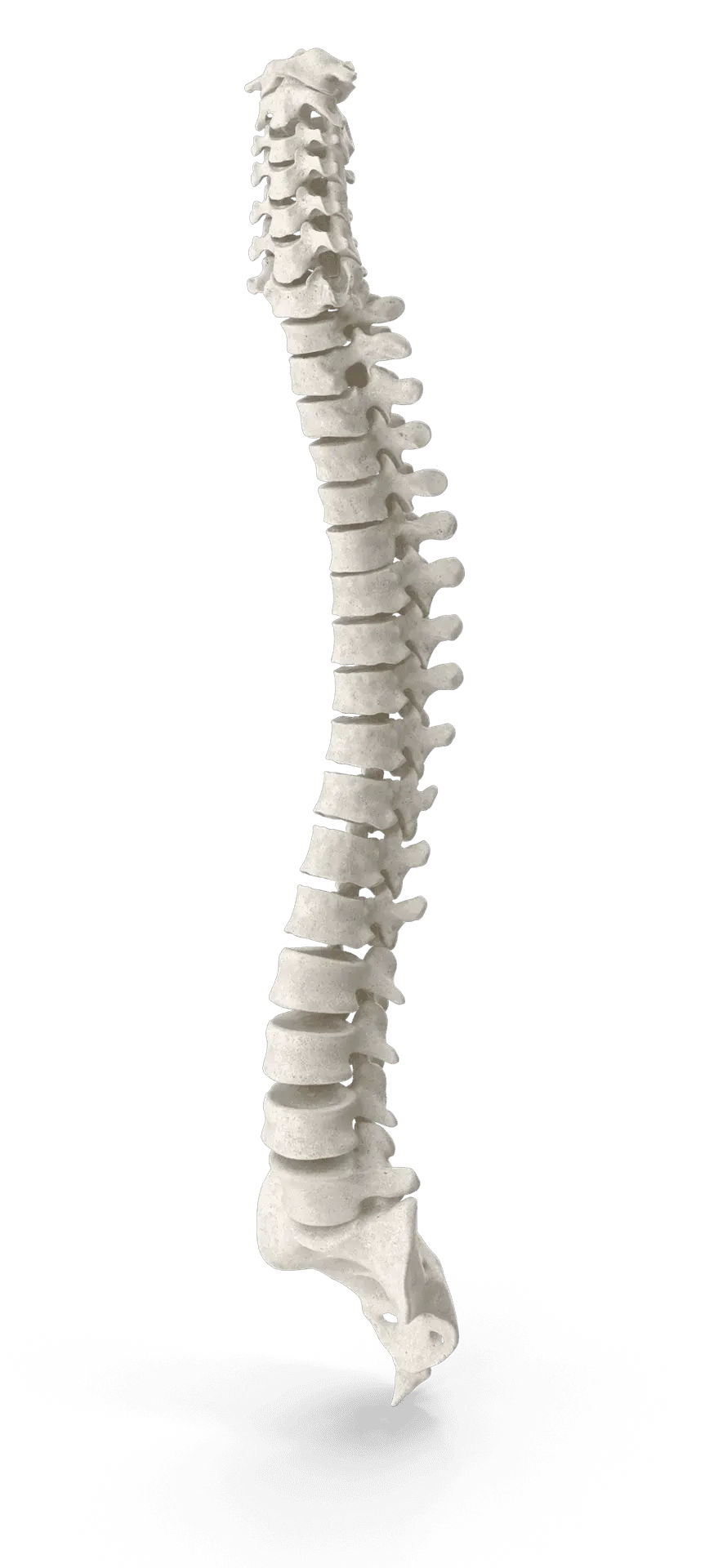 Spine illustration for chiropractic care